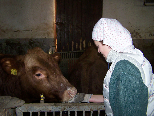 Angus Rind im Stall